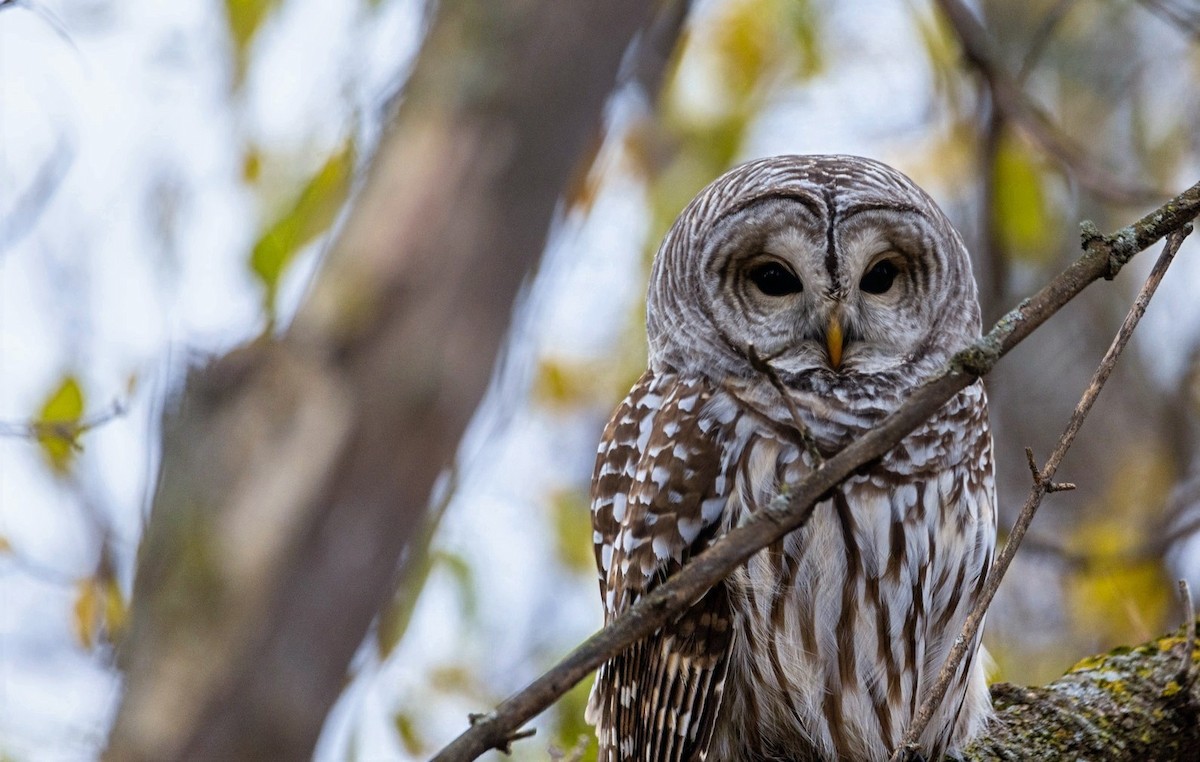 Barred Owl - ML644965558