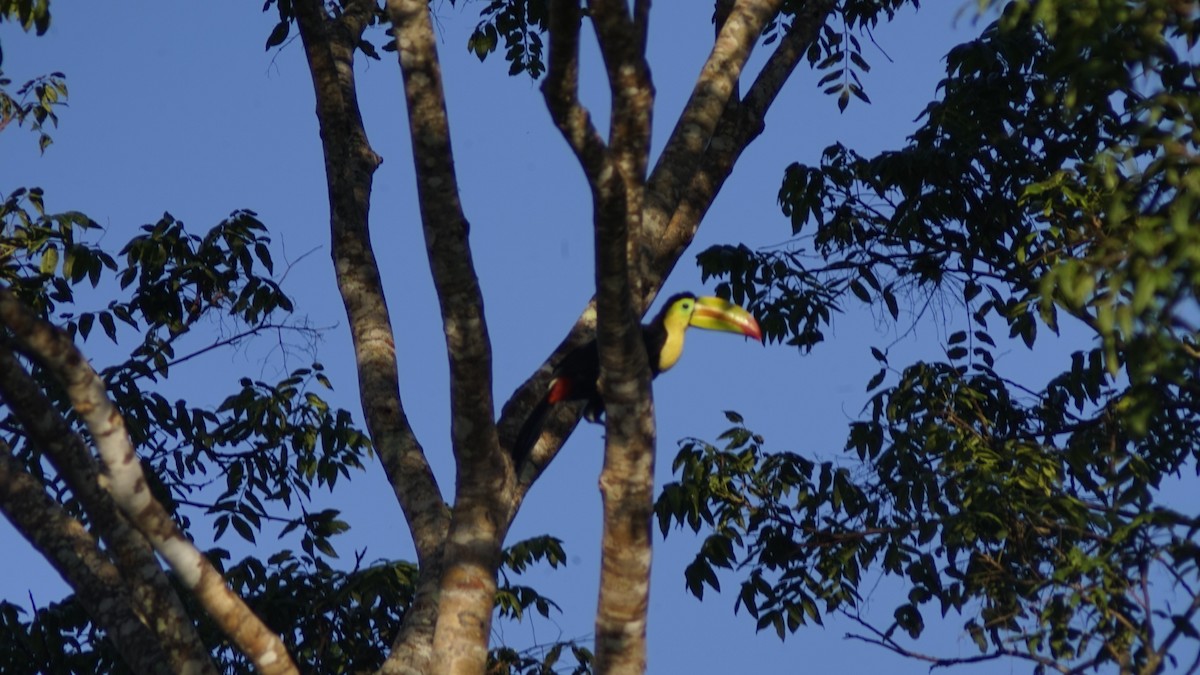 Keel-billed Toucan - ML644965563