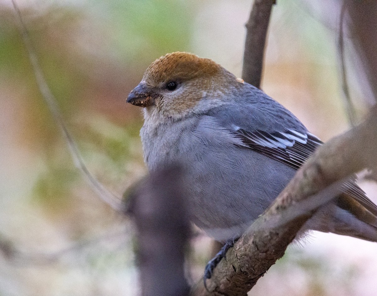 Pinu-gailupa - ML644965569