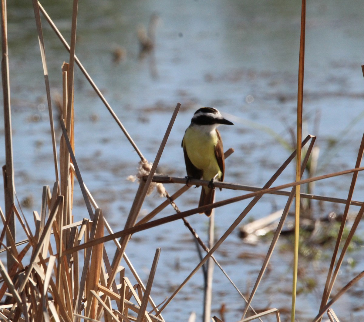 Great Kiskadee - ML644965571