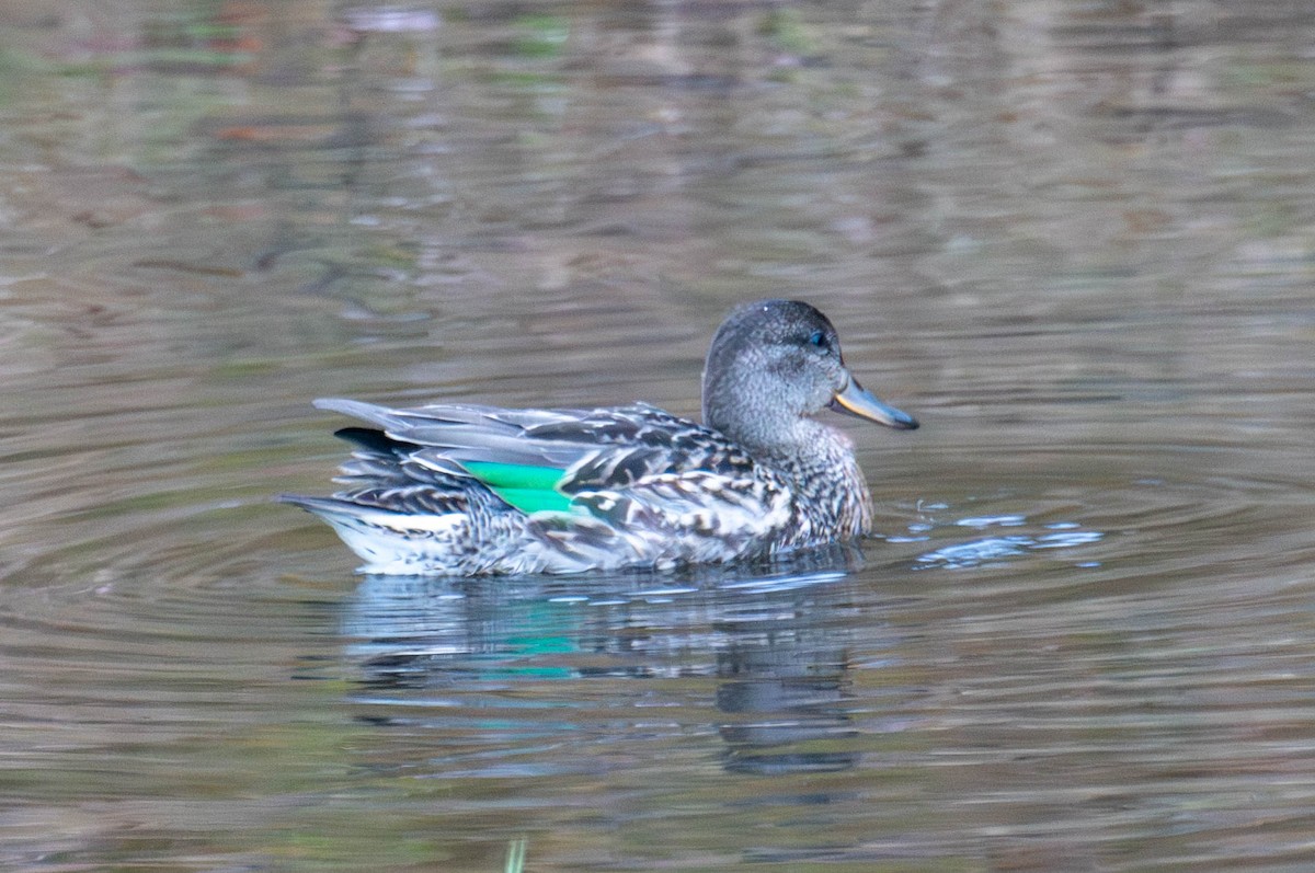Green-winged Teal (American) - ML644965572