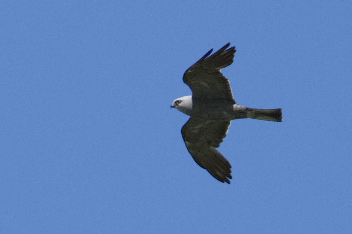 Mississippi Kite - ML644965573