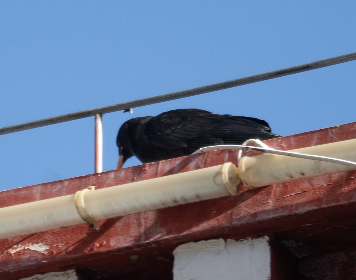 ベニハシガラス - ML644965576