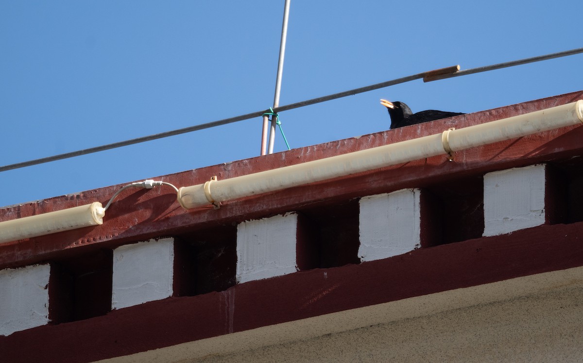 ベニハシガラス - ML644965577