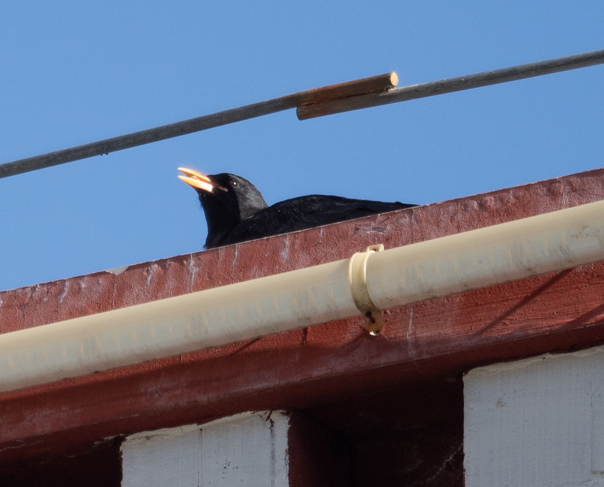 ベニハシガラス - ML644965578