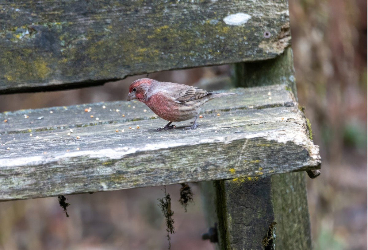 House Finch - ML644965583