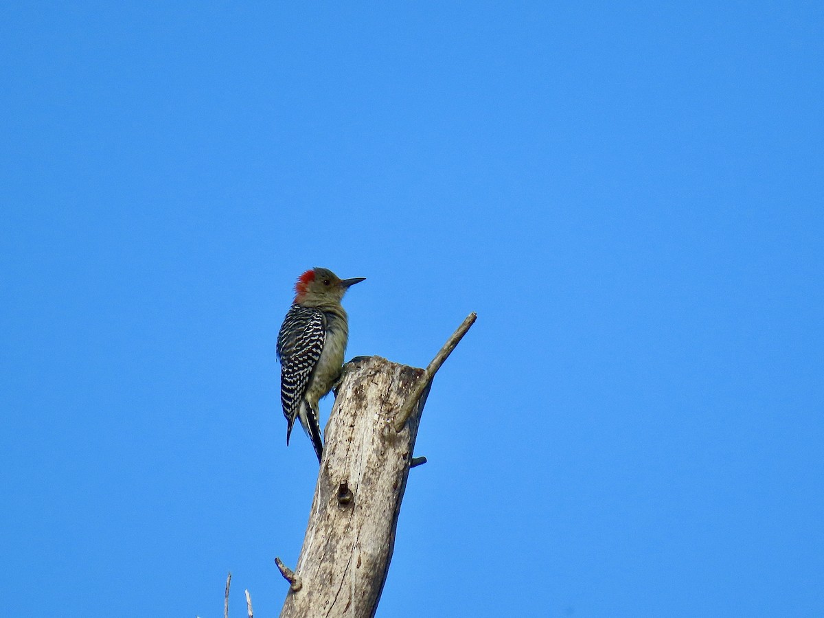 Red-bellied Woodpecker - ML644965586