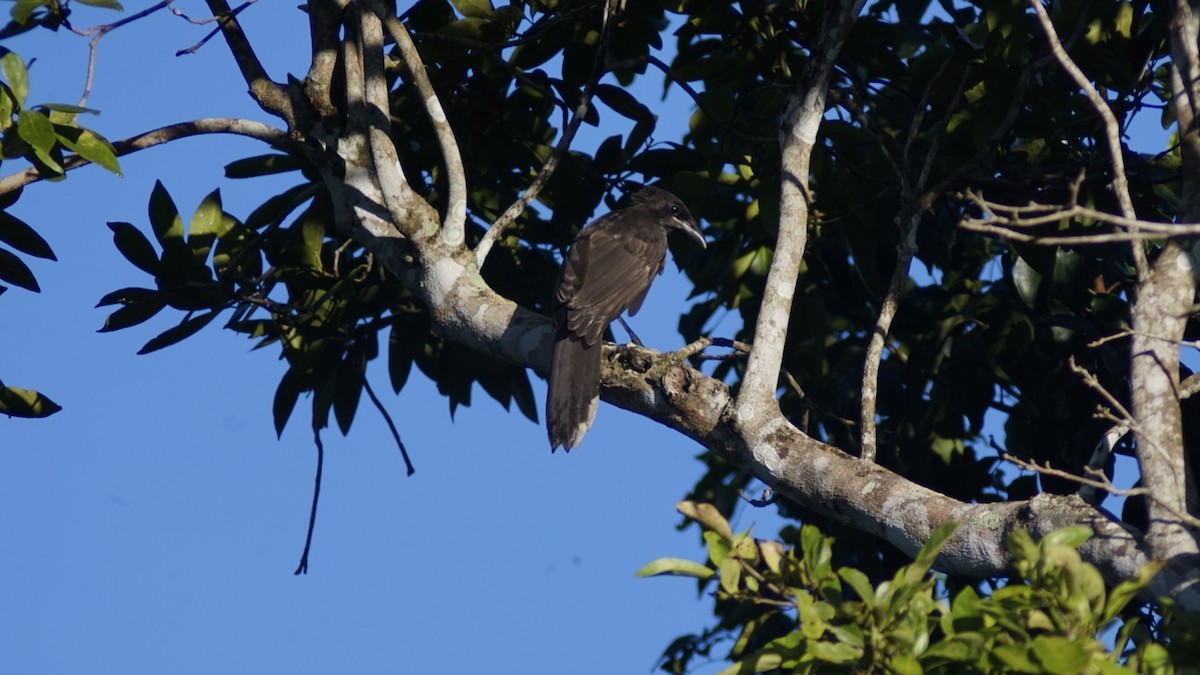 Brown Jay - ML644965592