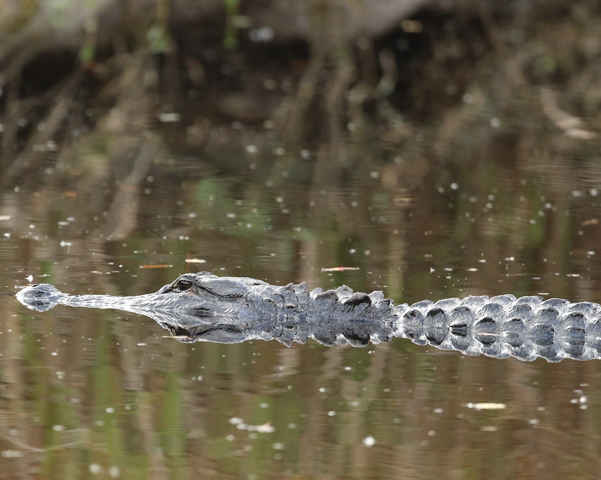 American Alligator - ML644965595