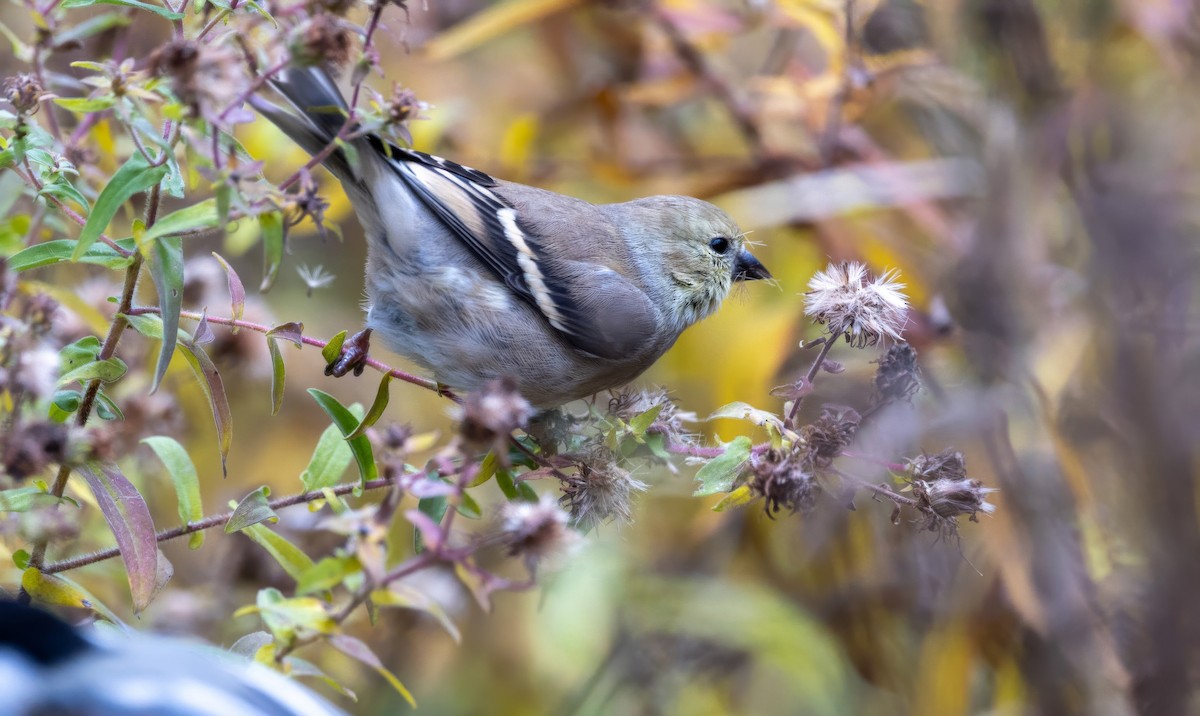 American Goldfinch - ML644965597