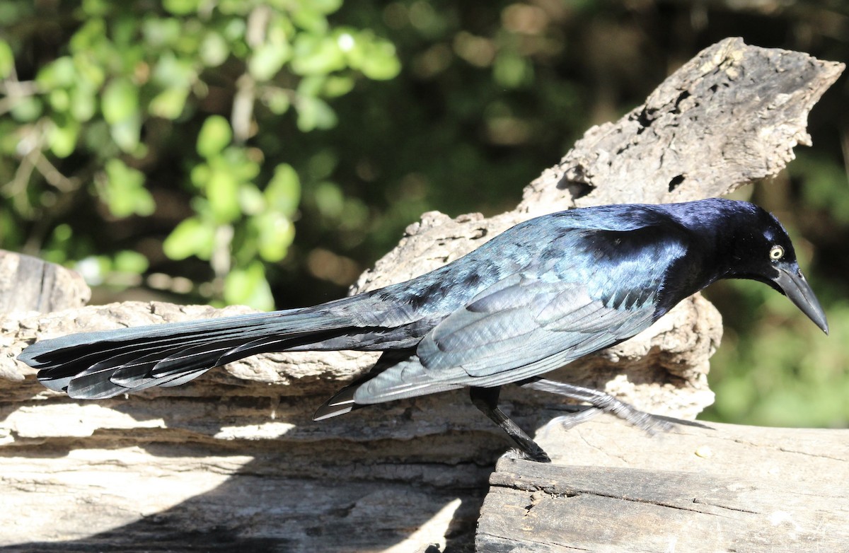Great-tailed Grackle - ML644965599