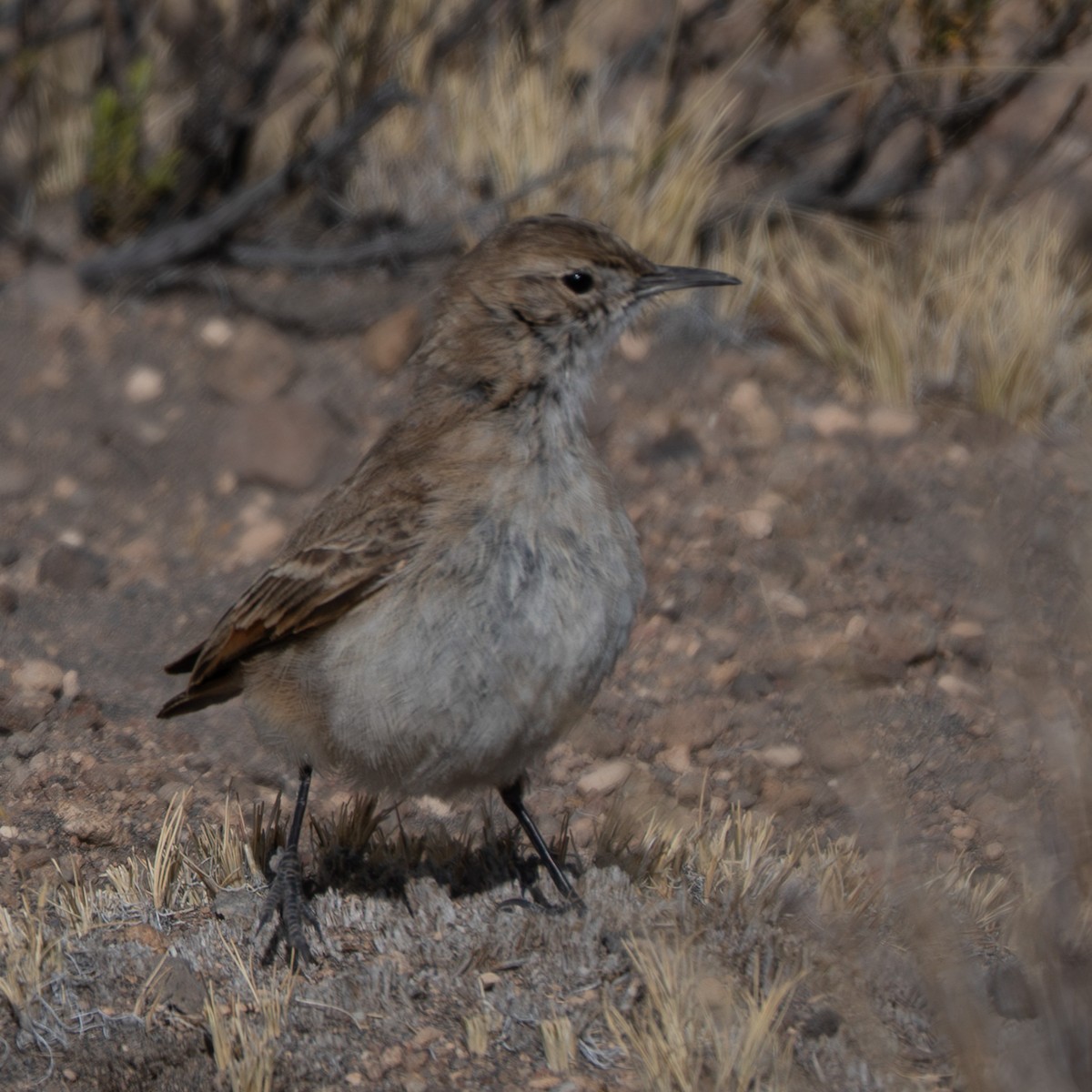 Puna Miner - ML644965601