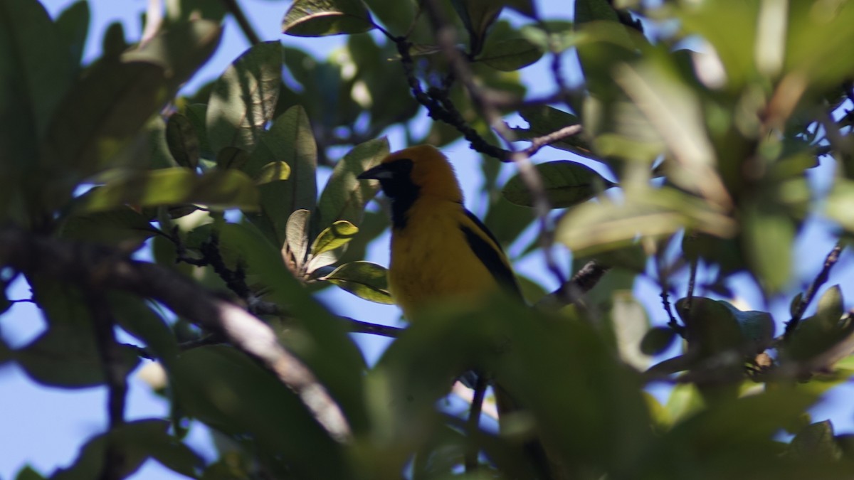 Yellow-tailed Oriole - ML644965616
