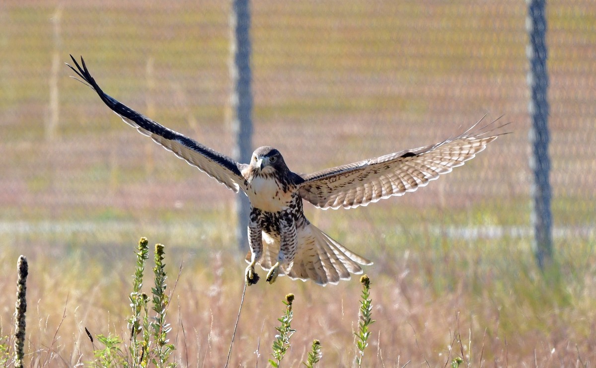Red-tailed Hawk - ML644965620