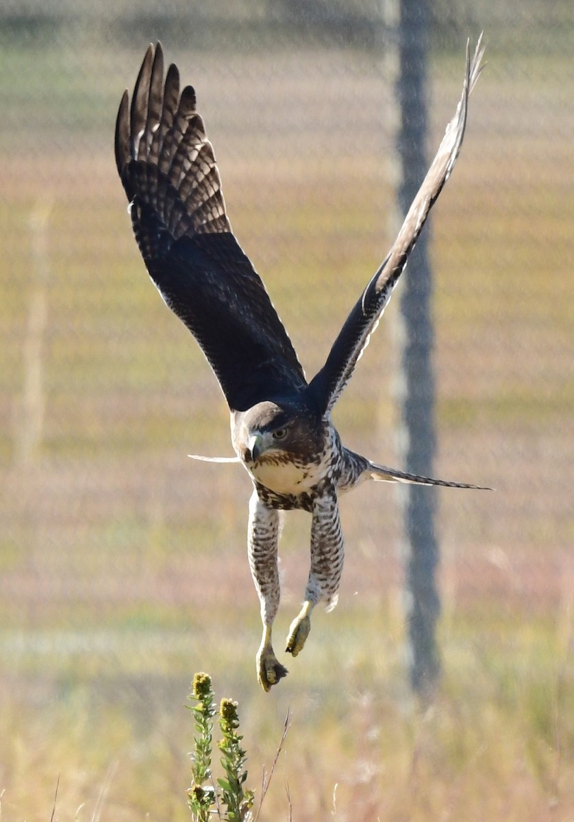 Red-tailed Hawk - ML644965639