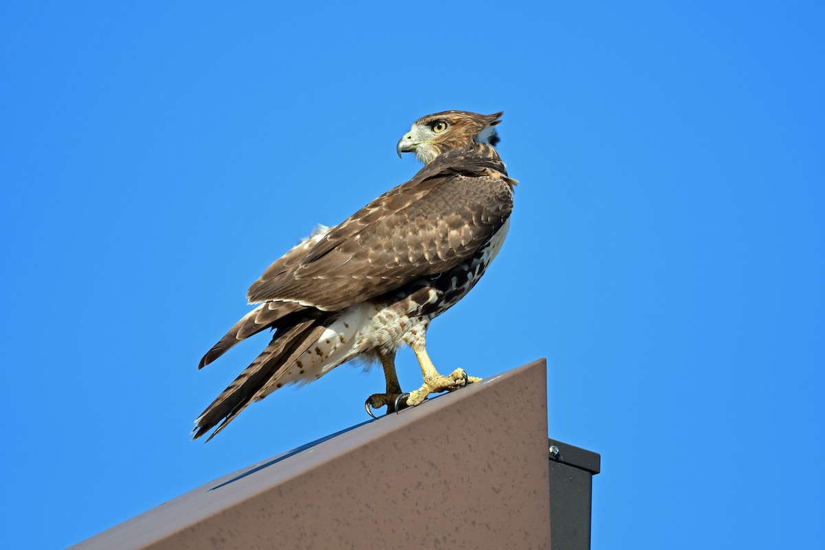 Red-tailed Hawk - ML644965648