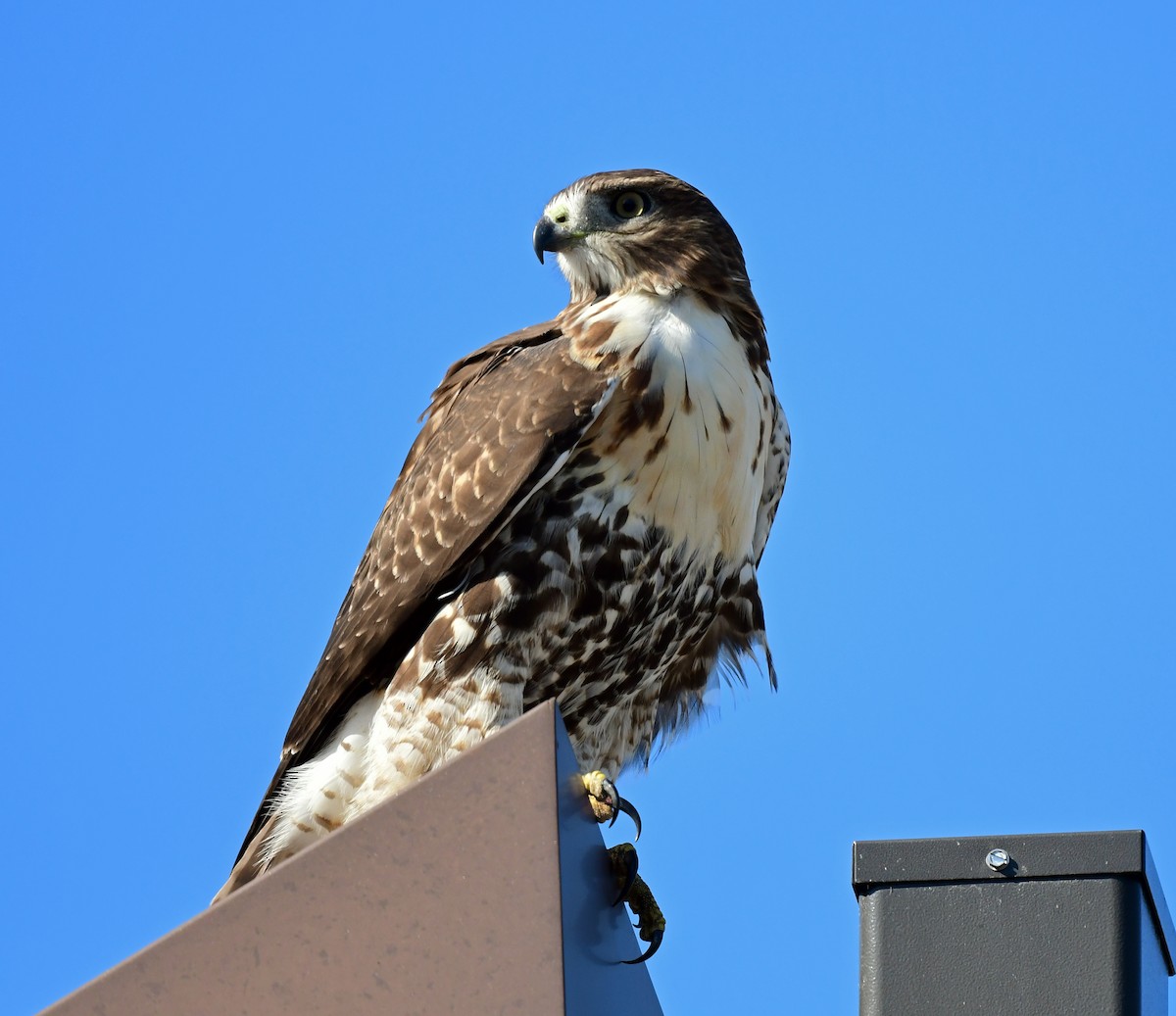 Red-tailed Hawk - ML644965667