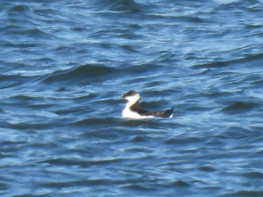 Razorbill - ML644965672