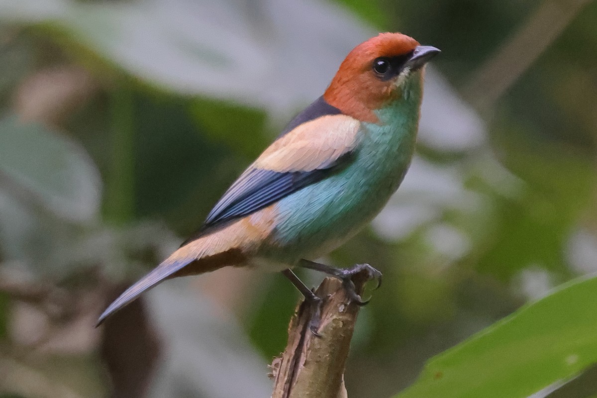 Черноспинная танагра - ML644965674