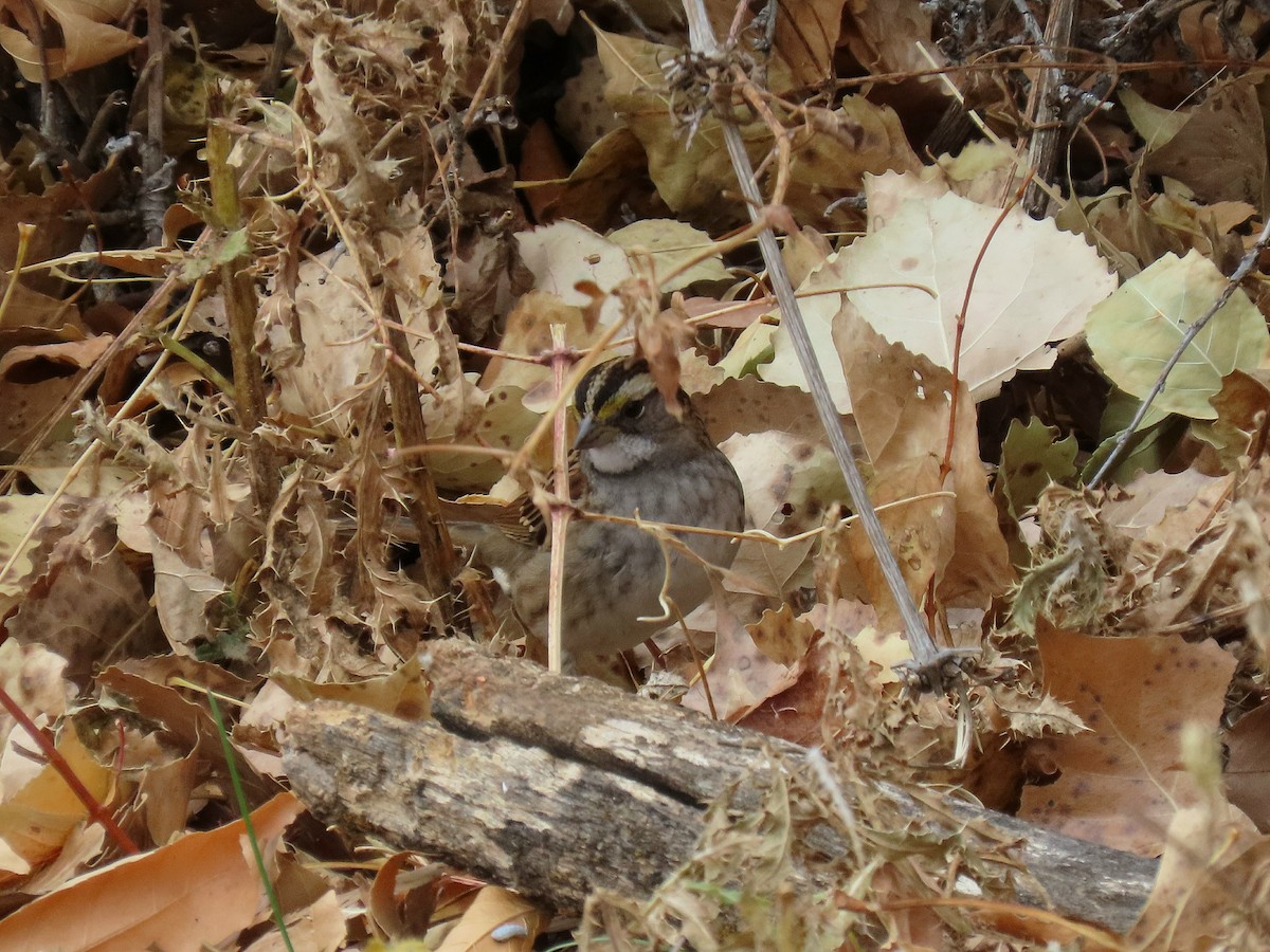 White-throated Sparrow - ML644965696