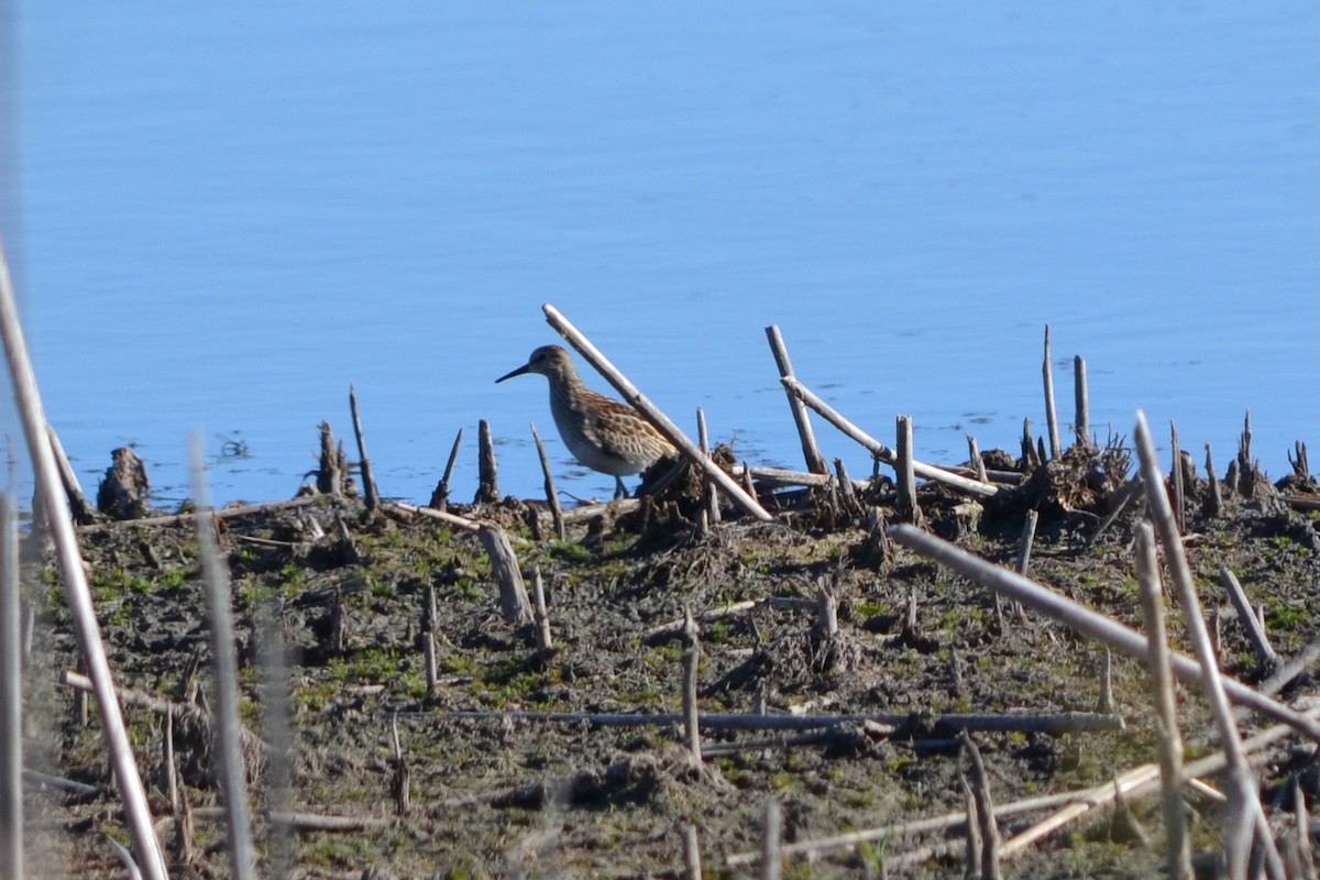 Дутыш - ML644965716