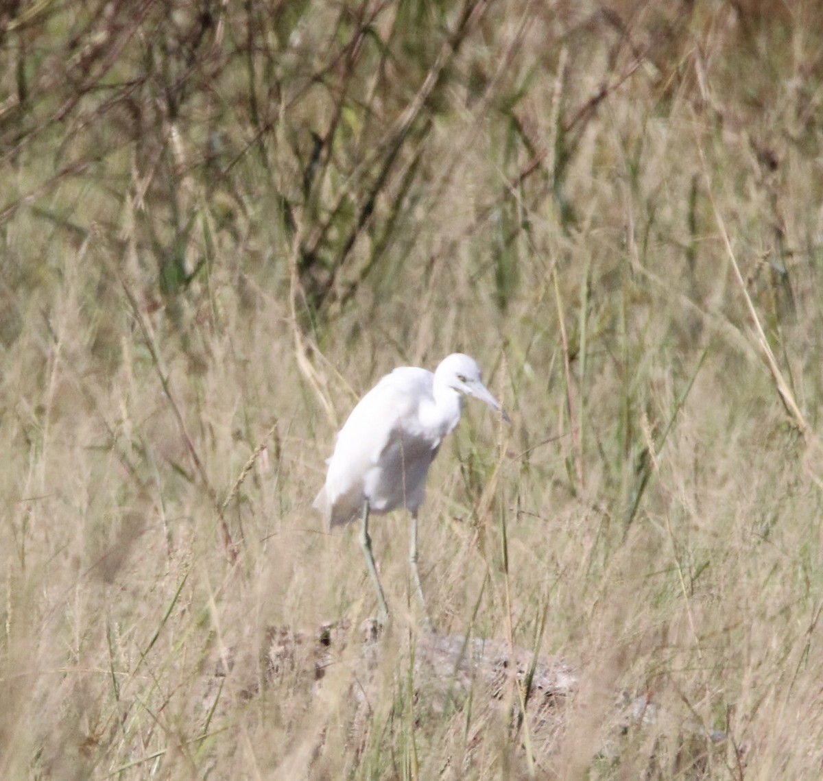 Little Blue Heron - ML644965782