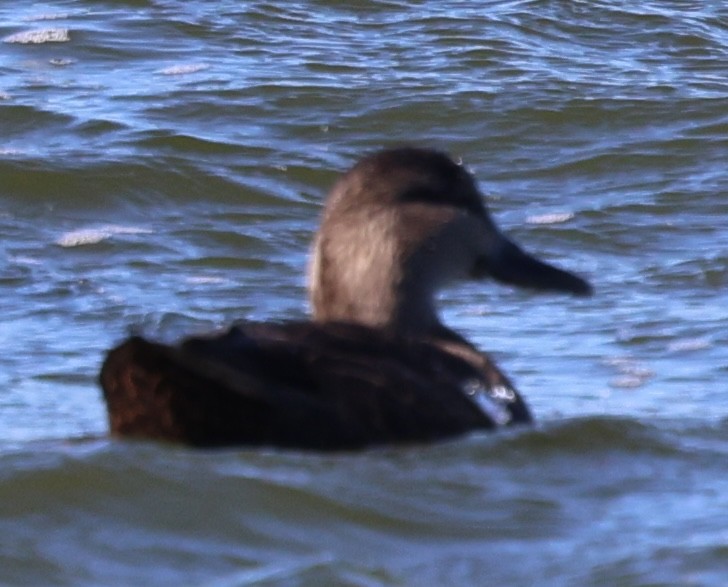 American Black Duck - ML644965798