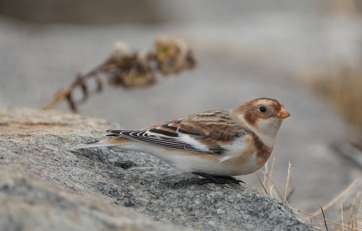 Snow Bunting - ML644965801