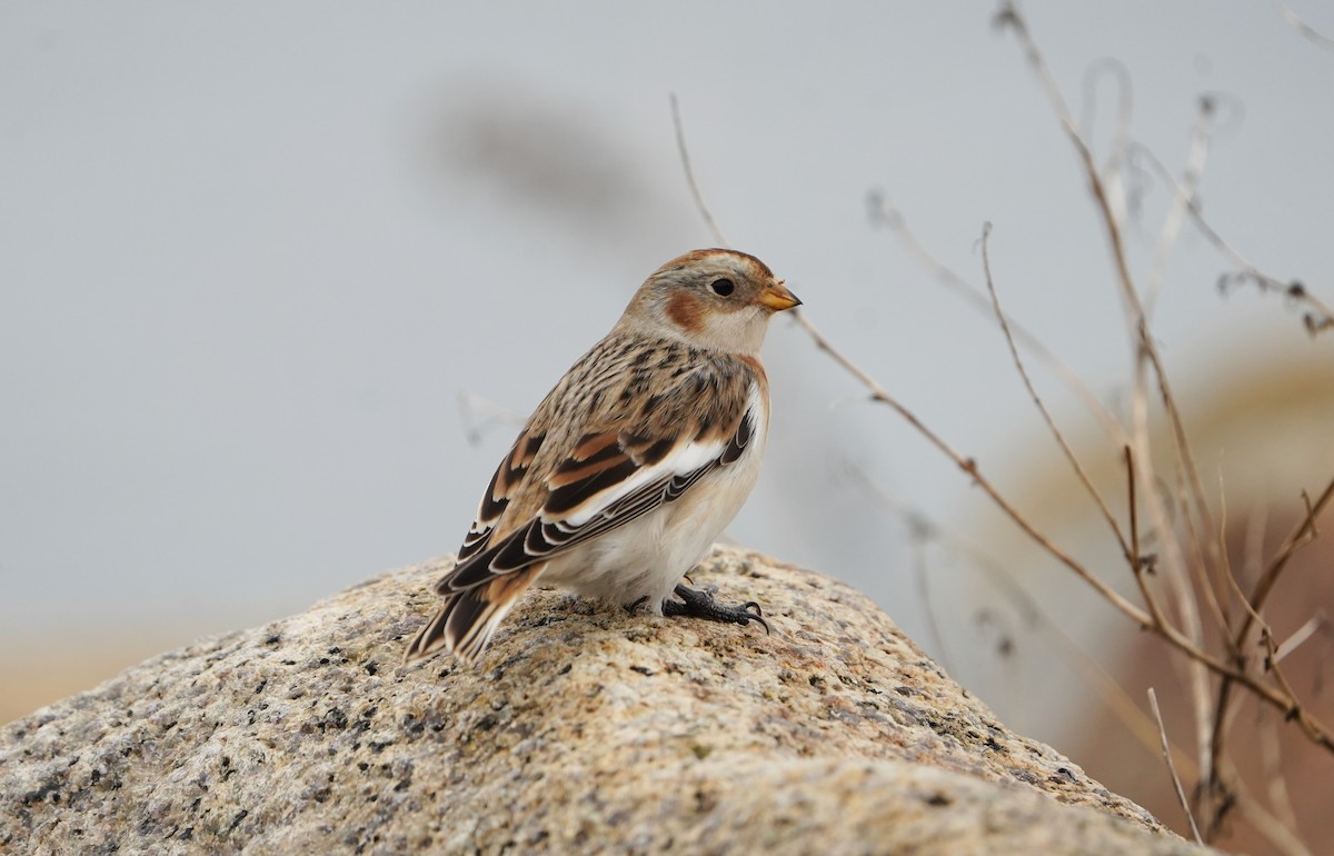 Snow Bunting - ML644965802