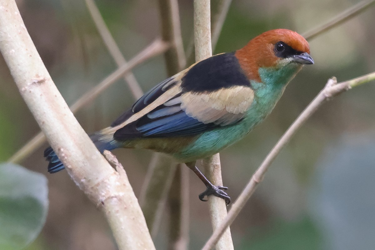 Черноспинная танагра - ML644965809