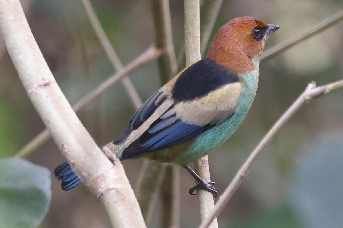 Черноспинная танагра - ML644965810