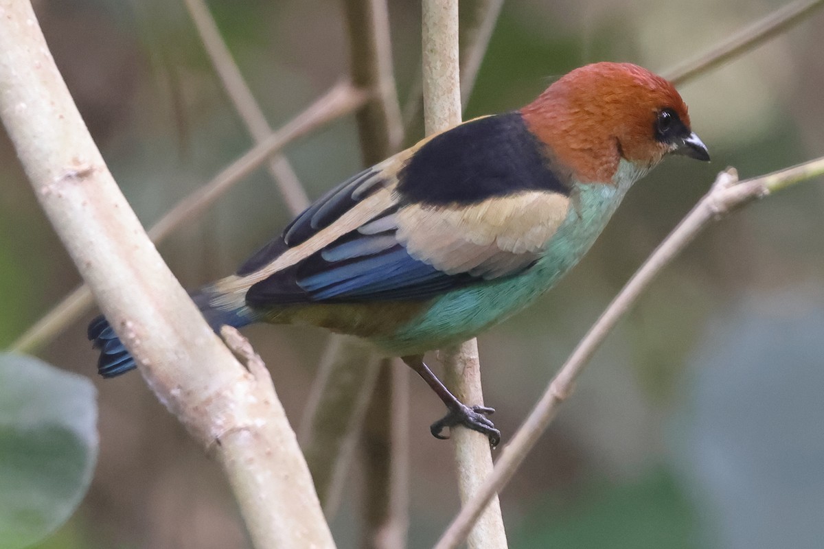 Черноспинная танагра - ML644965811