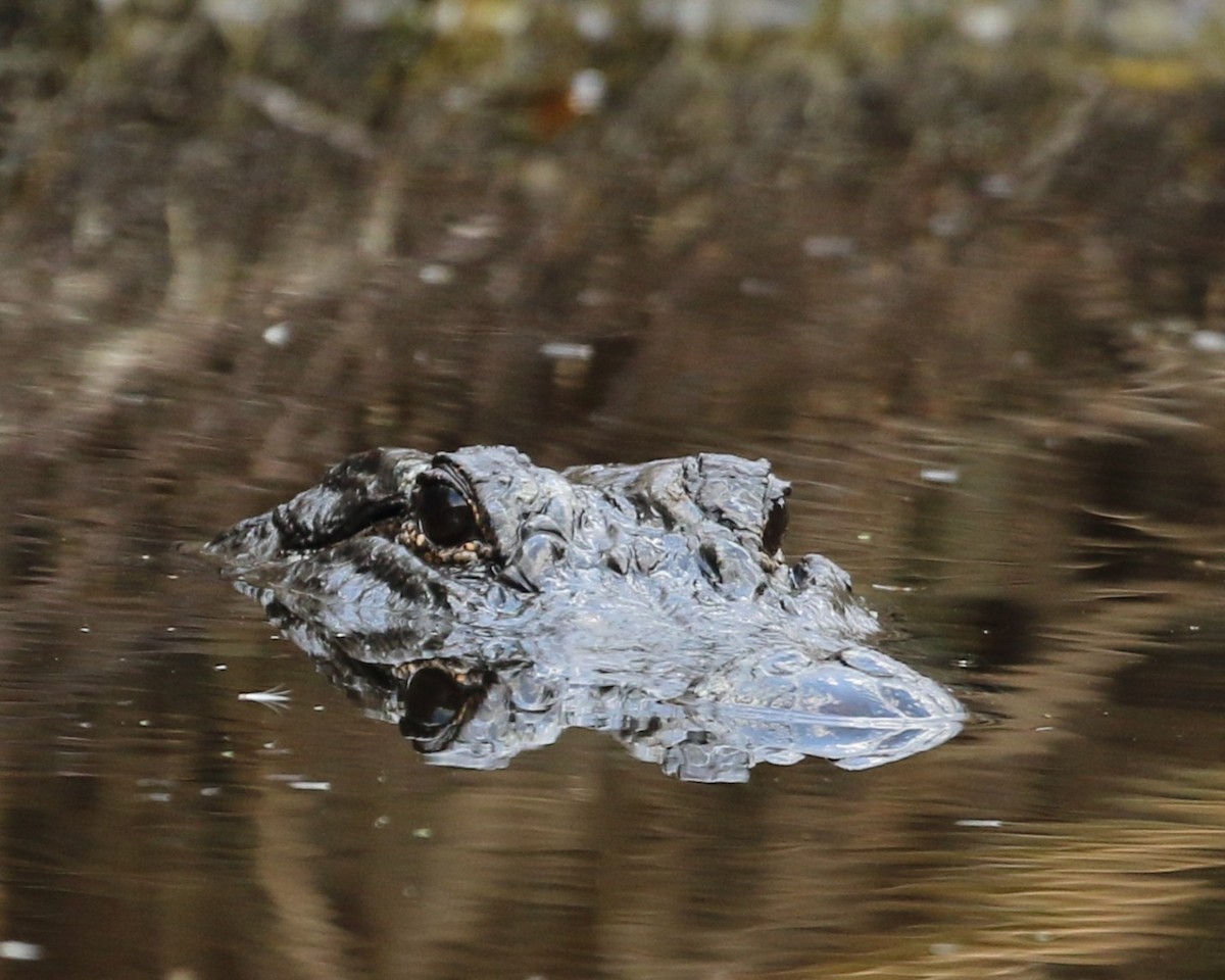 American Alligator - ML644965814