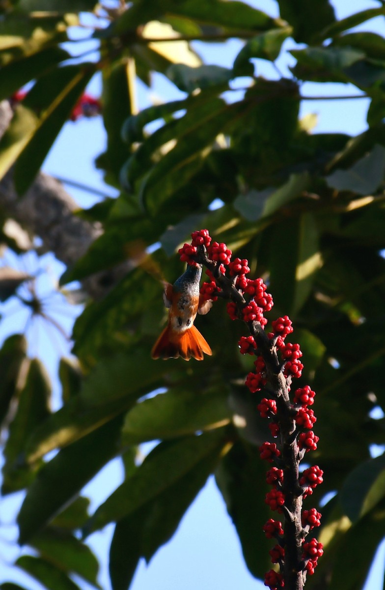 hummingbird sp. - ML644965837