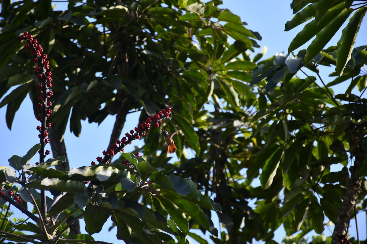 hummingbird sp. - ML644965841