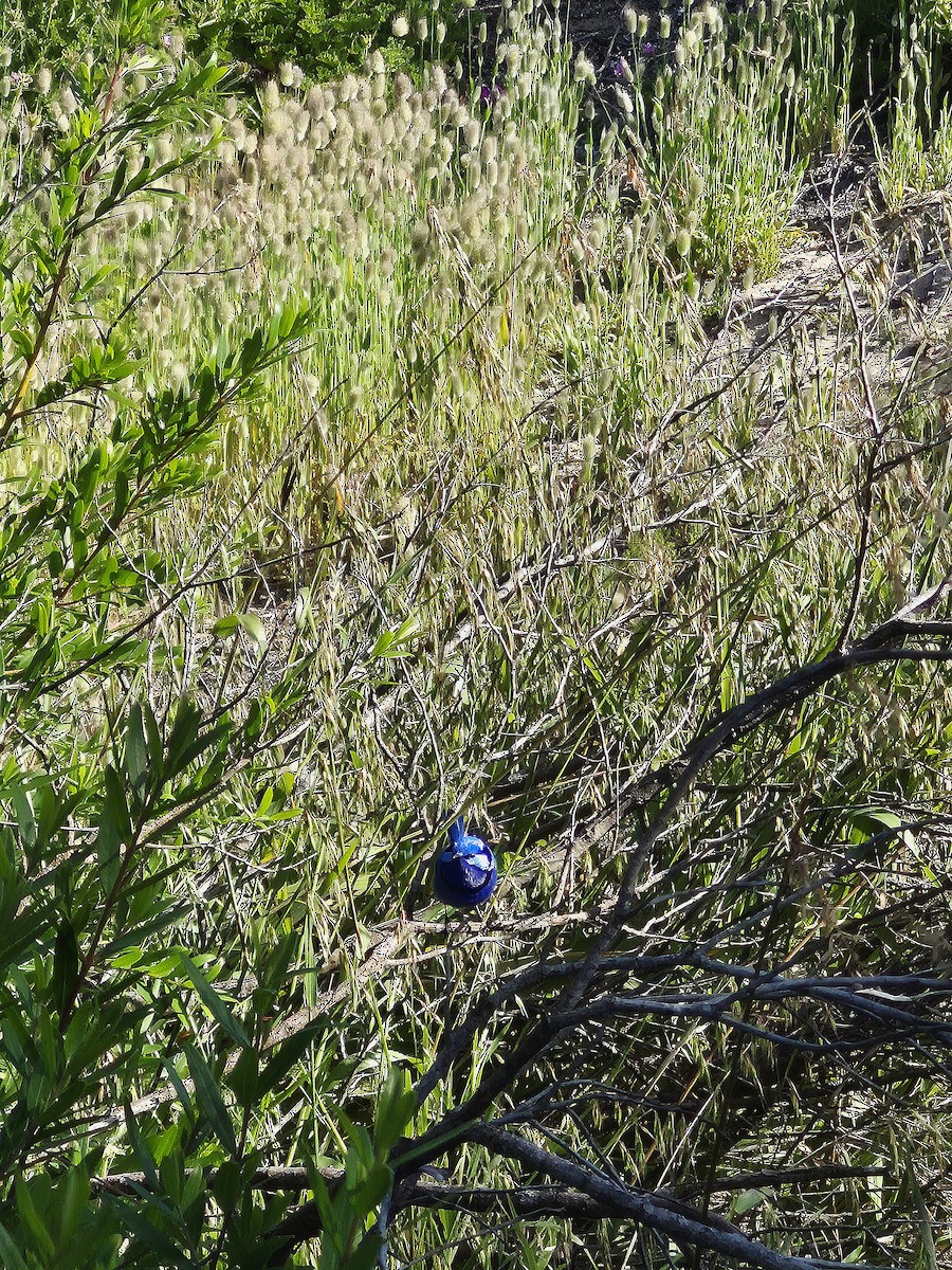 Splendid Fairywren - ML644965863