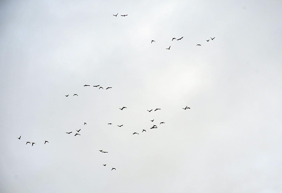 Cordilleran/Mitred Parakeet - ML644965870