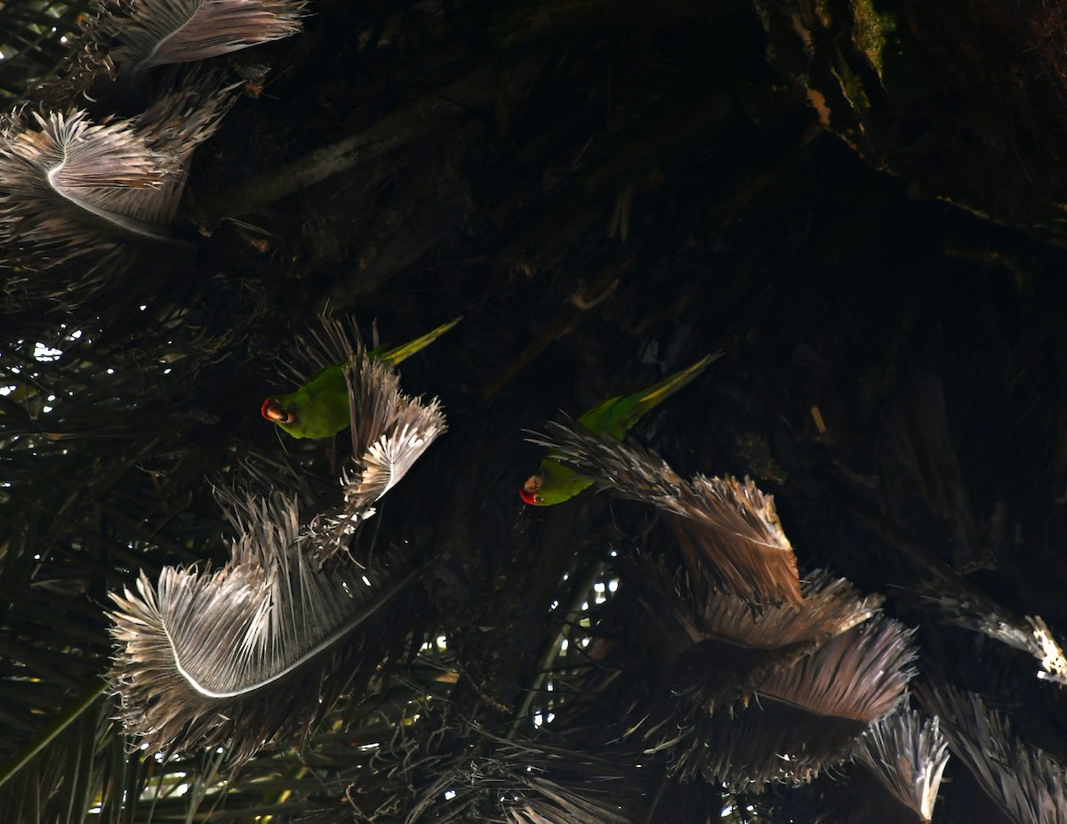 Cordilleran/Mitred Parakeet - ML644965871