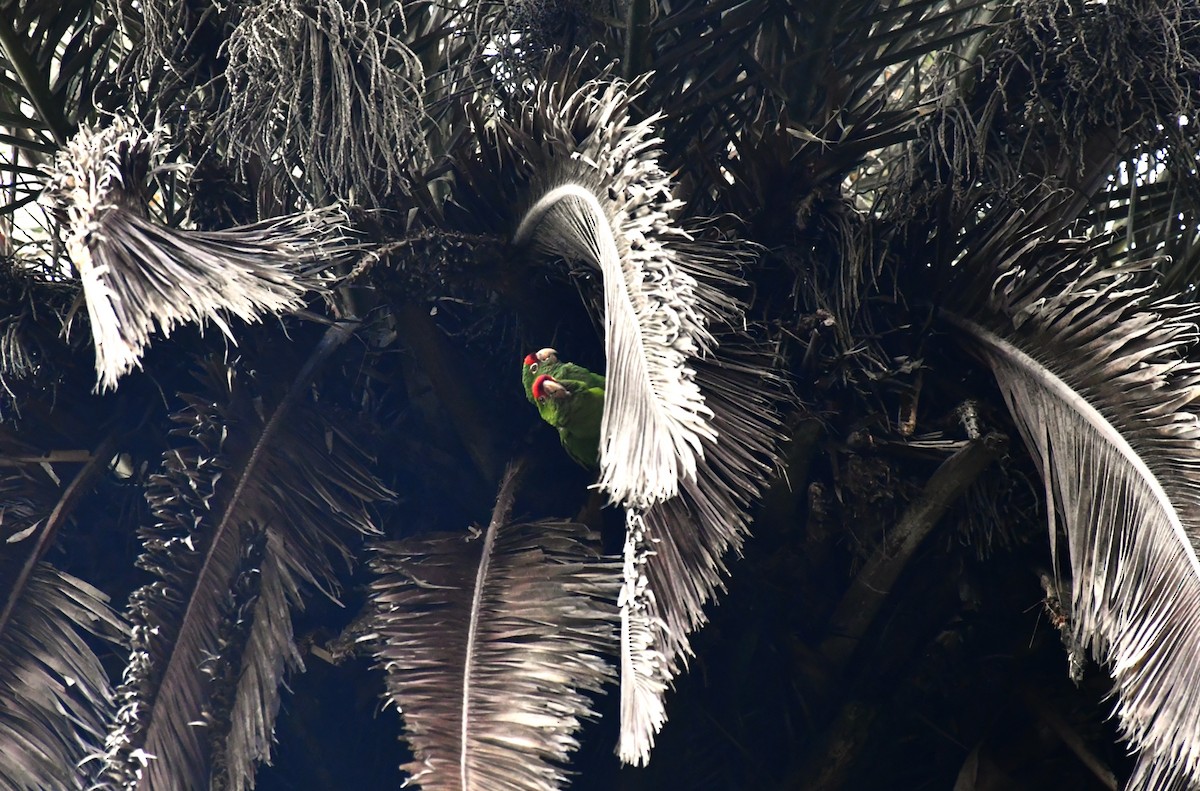 Cordilleran/Mitred Parakeet - ML644965872