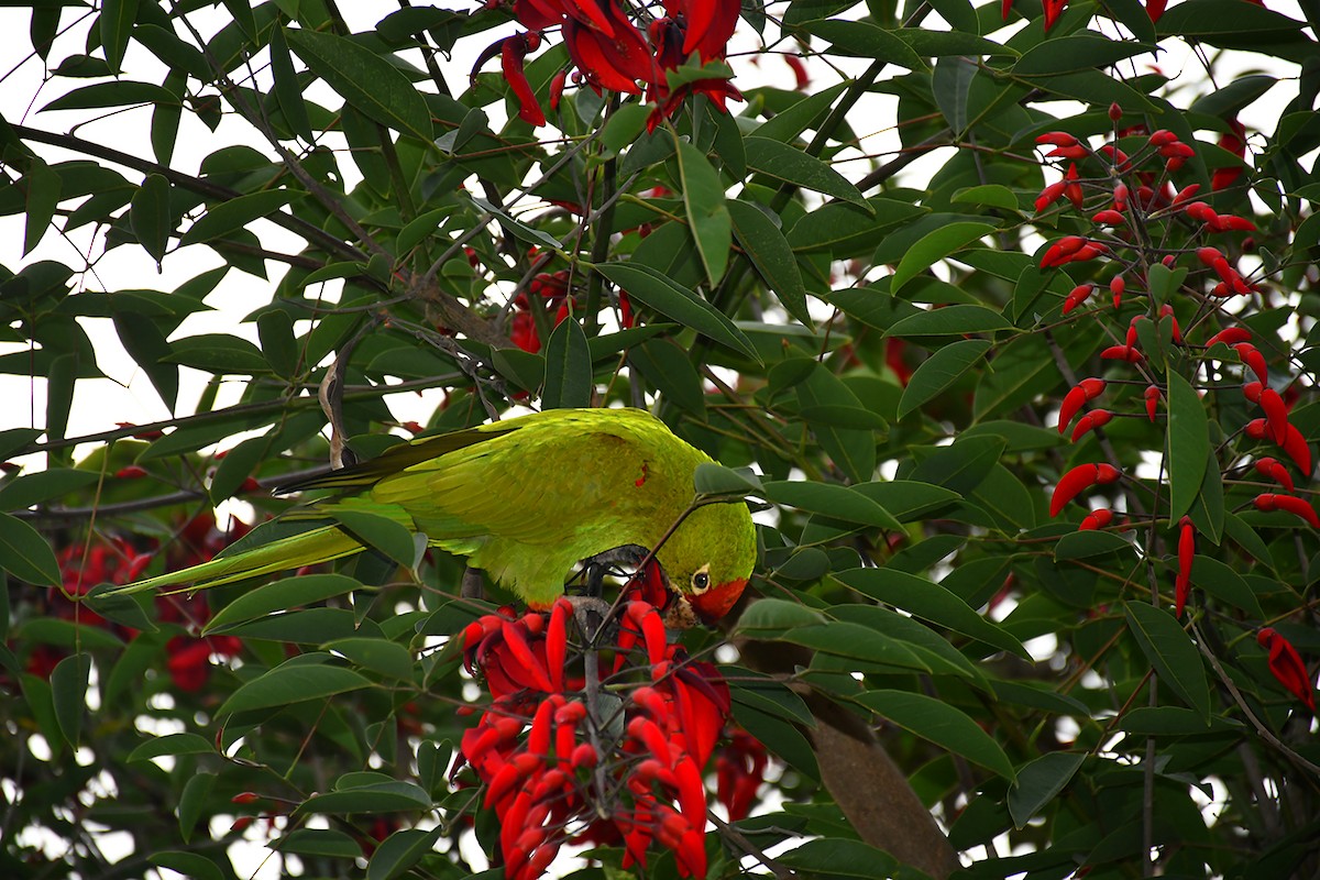 Cordilleran/Mitred Parakeet - ML644965873