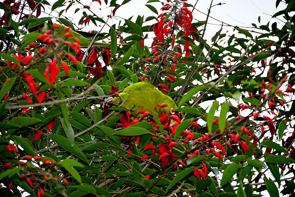 Cordilleran/Mitred Parakeet - ML644965874