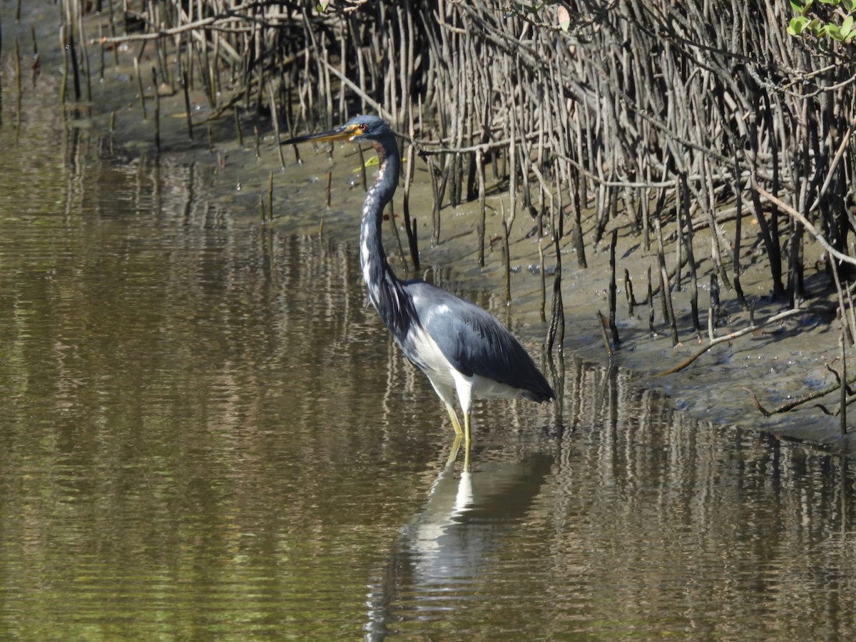 Tricolored Heron - ML644965875