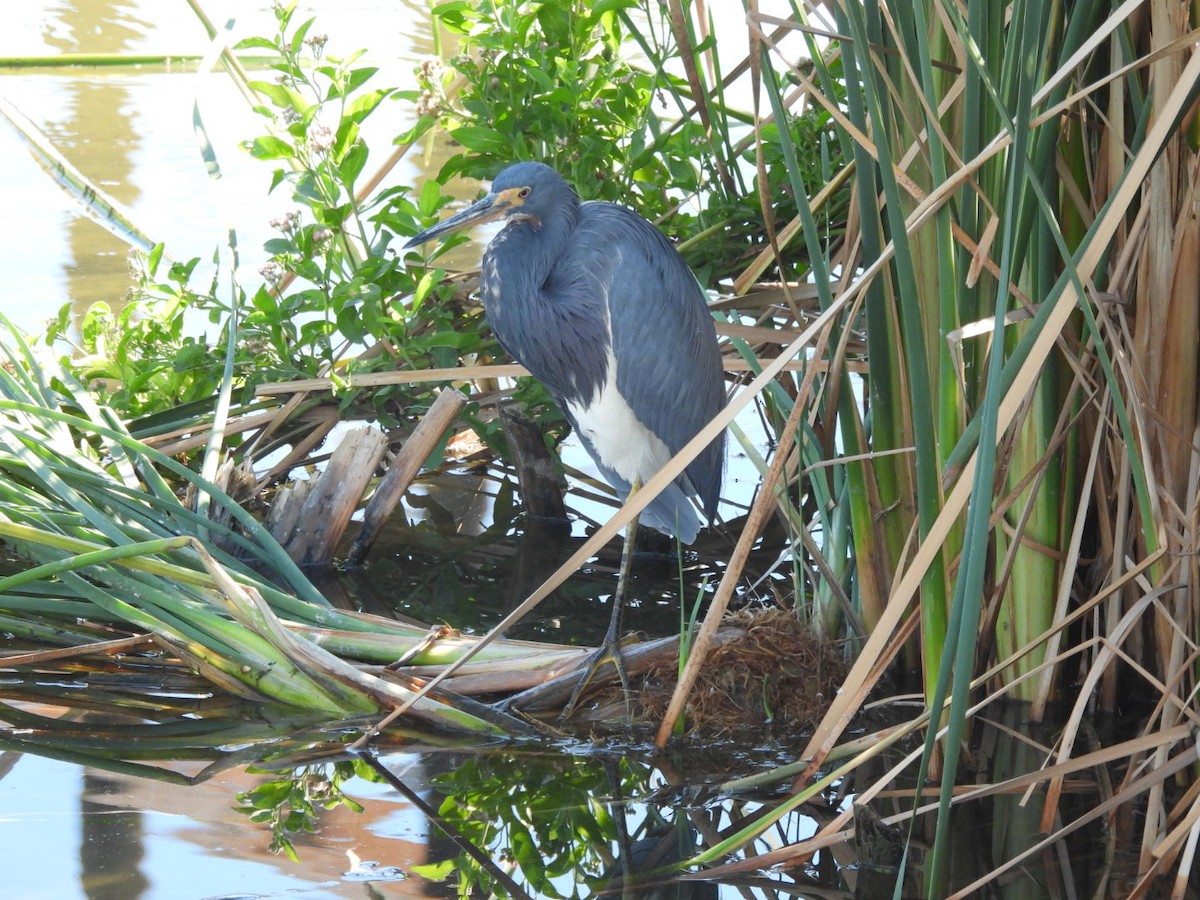 Tricolored Heron - ML644965876