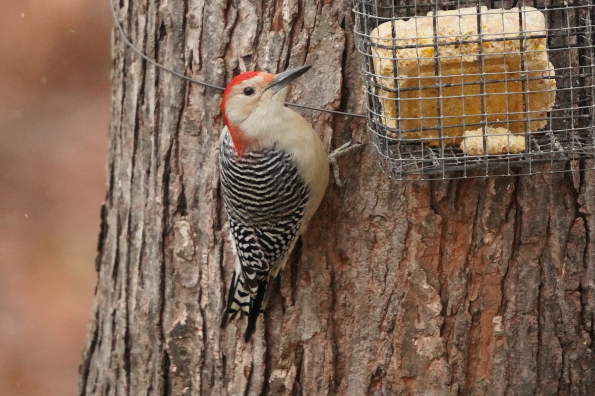 Red-bellied Woodpecker - ML644965882