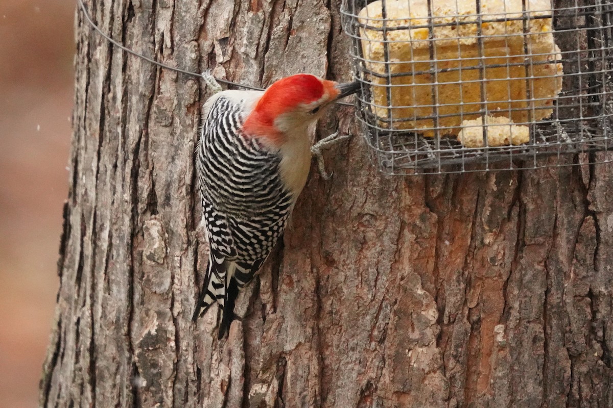 Red-bellied Woodpecker - ML644965883