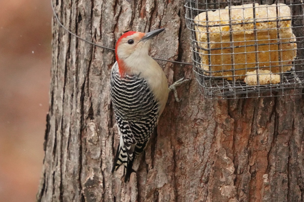 Red-bellied Woodpecker - ML644965884