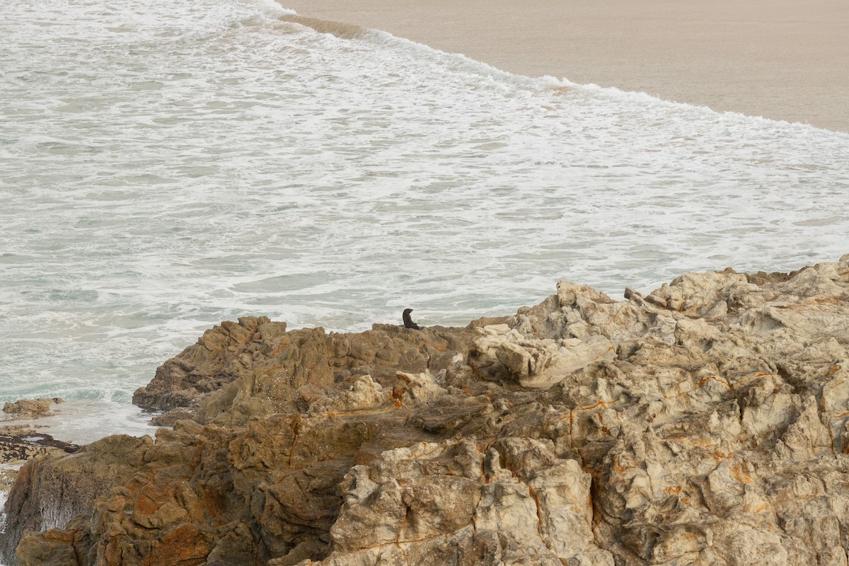 Long-nosed Fur Seal - ML644965900