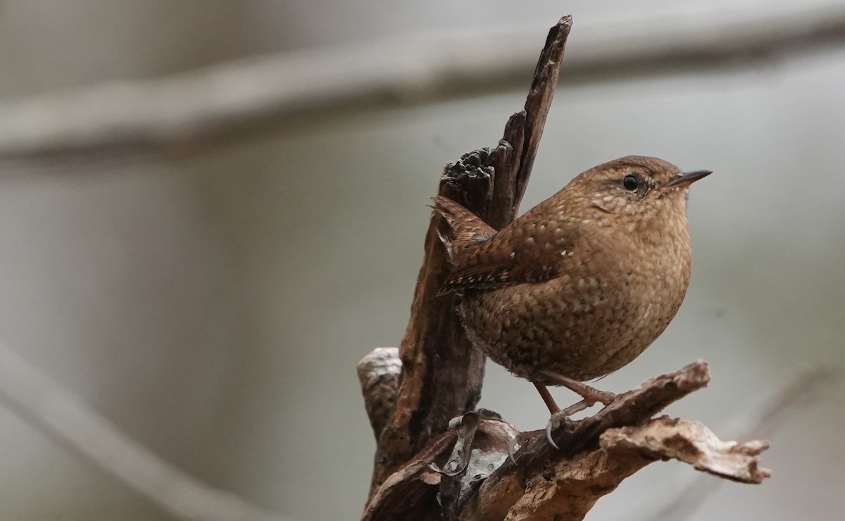 Winter Wren - ML644965905