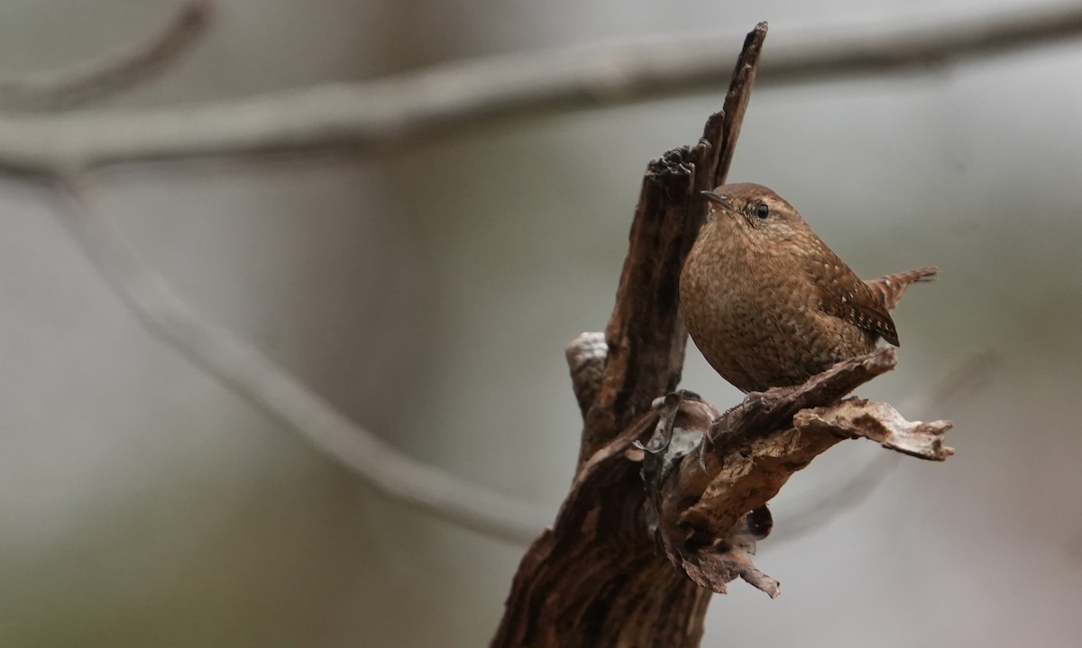 Winter Wren - ML644965906