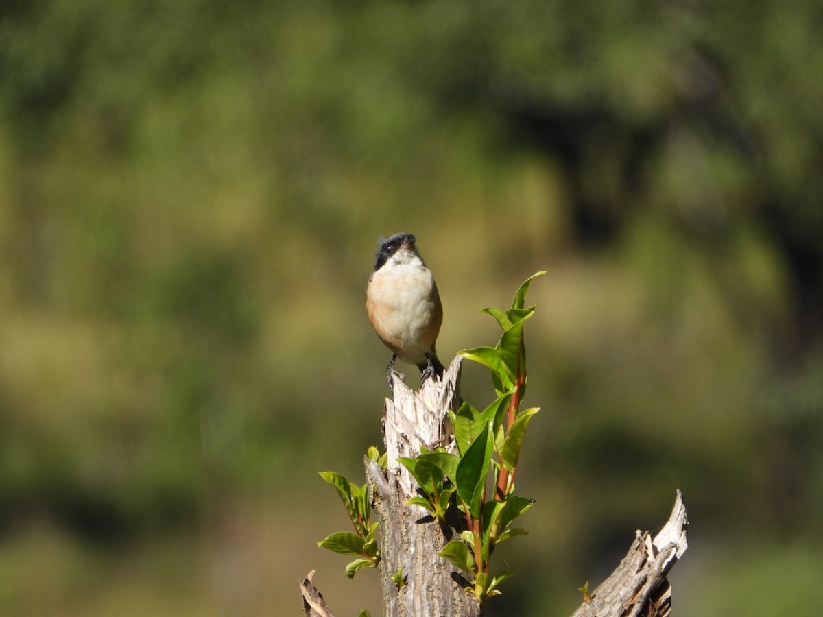 Long-tailed Shrike - ML644965920